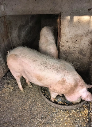 Vând porci Ialomița Fierbinți - imagine 2