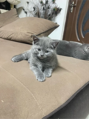 Pisici rasa British Shorthair Blue