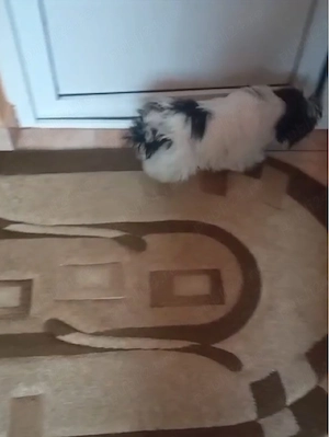 fetiță shih tzu ajut cu transport in țară  - imagine 4