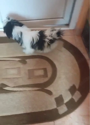 fetiță shih tzu ajut cu transport in țară  - imagine 3