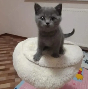 Albastru rusia,asigur transport! - imagine 2