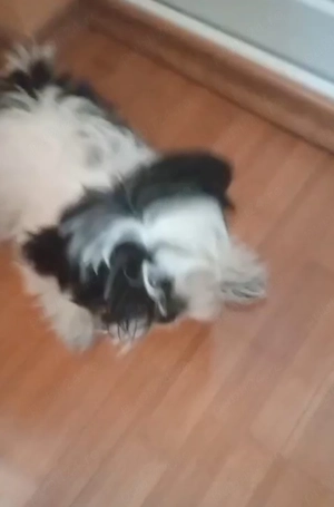 fetiță shih tzu ajut cu transport in țară  - imagine 2