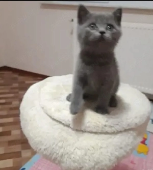 Albastru rusia,asigur transport!