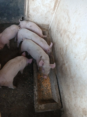 Vând Purcei  - imagine 2