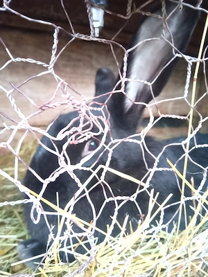 Vând 2 iepuroaice cu pui  - imagine 4