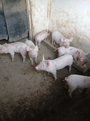 Vând Purcei  - imagine 3