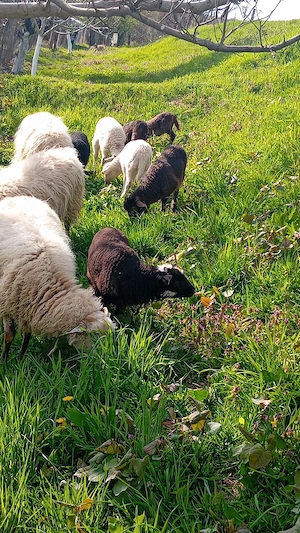 oi de vanzare - imagine 2