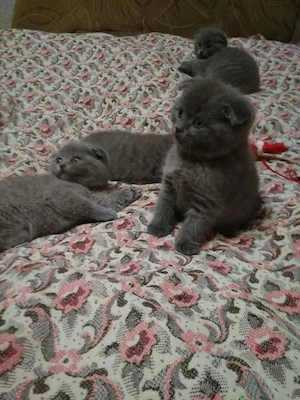 pui pisica scottish fold,asigur transport! - imagine 2