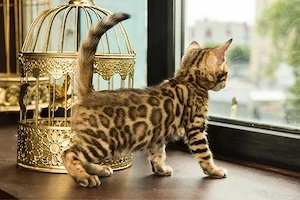 Pui pisica bengaleza,Asigur transport!