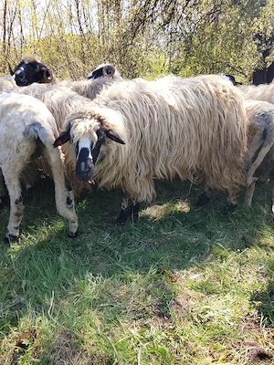 Vând trei oi  - imagine 3