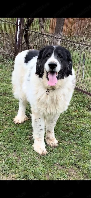 Femela ciobanesc romanesc de bucovina 