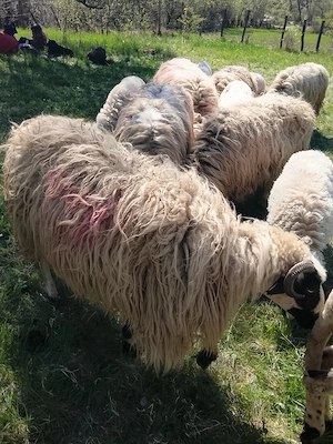 Vând trei oi  - imagine 2