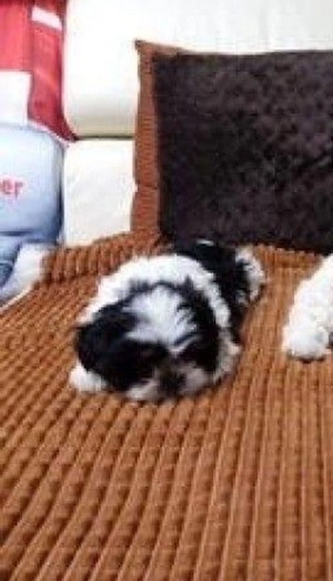 shih tzu de rasă pură talie mică ajut cu transport în țară contra cost  - imagine 2