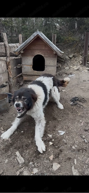 Mascul ciobanesc de bucovina 
