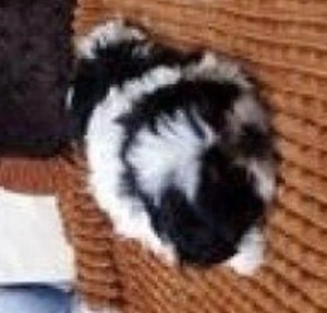 shih tzu de rasă pură talie mică ajut cu transport în țară contra cost  - imagine 3