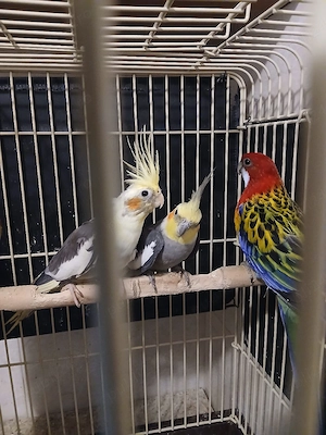 Papagali Rosella, Nimfe si Micul Alexander - imagine 3