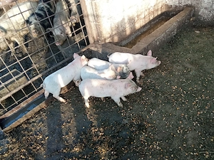 De vanzare purcei - imagine 2