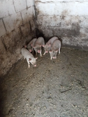 De vanzare purcei - imagine 3