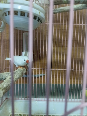 Papagali Rosella, Nimfe si Micul Alexander