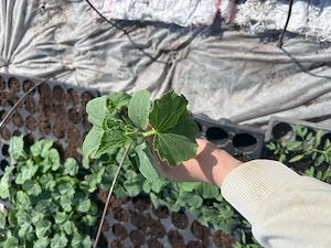 Rasad de rosii si castraveti 