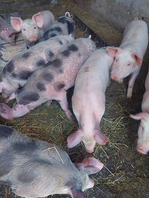 Vand purcei! - imagine 2