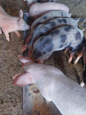 Vand Purcei!! - imagine 5