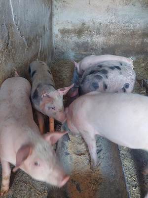 Vand purcei! - imagine 4