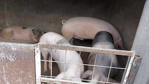 Porci de vanzare 15 lei kg - pret fix - imagine 2