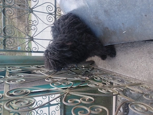 Cățea de întors oile