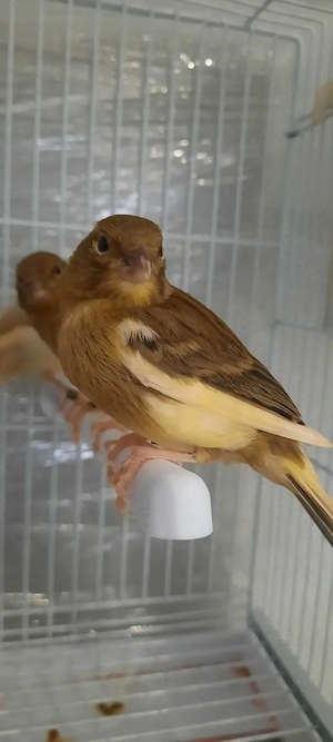 Canari tineri de vanzare - imagine 2