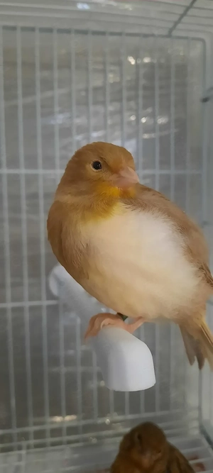 Canari tineri de vanzare - imagine 5