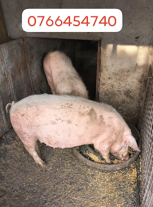 Vând porci Ialomița Fierbinți - imagine 5