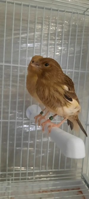 Canari tineri de vanzare - imagine 3