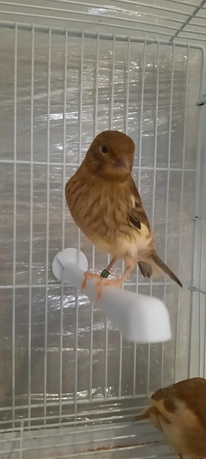 Canari tineri de vanzare - imagine 4