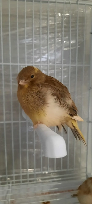 Canari tineri de vanzare