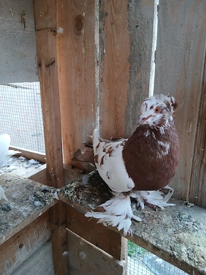 De vanzare,o pereche de porumbei uriasi maghiari  - imagine 4