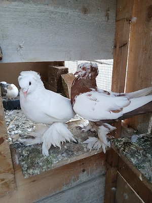 De vanzare,o pereche de porumbei uriasi maghiari  - imagine 3