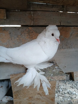 De vanzare,o pereche de porumbei uriasi maghiari  - imagine 2