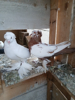 De vanzare,o pereche de porumbei uriasi maghiari 