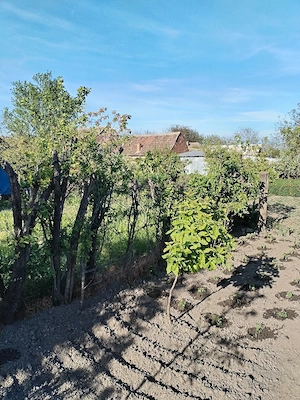 Vând sau schimb casa Opatita - imagine 6