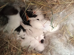 Mama și nouă generație de pufoși fluture german