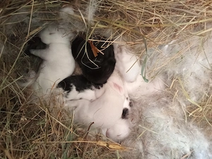 Mama și nouă generație de pufoși fluture german - imagine 2