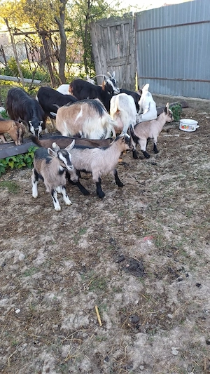 Capre de vanzare si iezii  - imagine 4