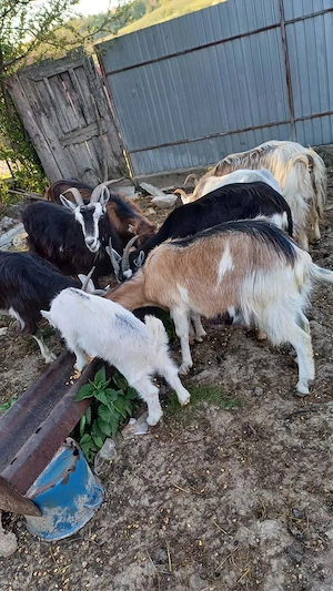 Capre de vanzare si iezii  - imagine 3