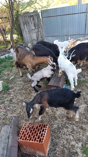 Capre de vanzare si iezii  - imagine 2