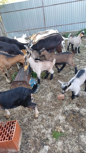 Capre de vanzare si iezii 