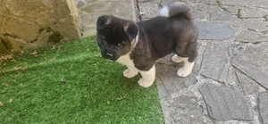 Pui de Akita American (băiat) - imagine 1