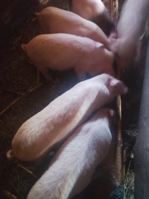 Purcei de vanzare - imagine 3