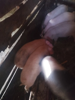 Purcei de vanzare - imagine 2