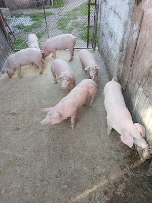 Purcei Landrace - imagine 4